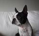 Boston terrier Tex