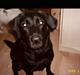 Labrador retriever siffe