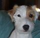 Parson russell terrier Safri