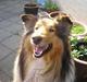 Collie langhåret Nelly (Nellepigen)