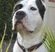 Amerikansk staffordshire terrier Cæsar blandet m. DOVENDYR RIP