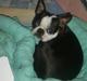 Boston terrier frida