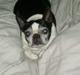 Boston terrier Olivia(DØD)