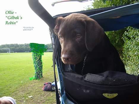 Labrador retriever Ollie (Gilbak´s Robin) - Her er vi med farmand til fodbold :-) billede 11