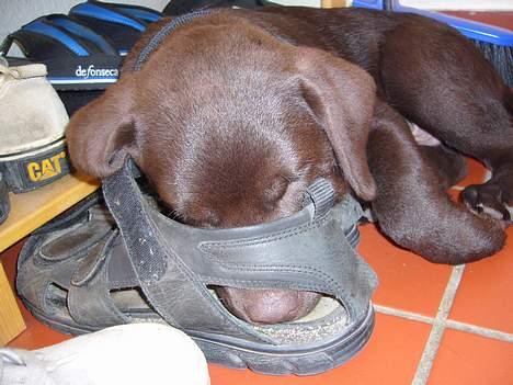 Labrador retriever Ollie (Gilbak´s Robin) - Det er søreme trættende, at være "i byen"... billede 12