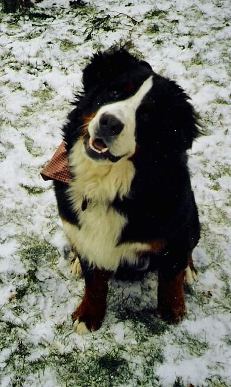 Berner sennenhund Boomer *R.I.P* - Hej mit navn er Boomer billede 2
