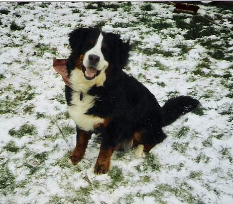 Berner sennenhund Boomer *R.I.P* - Jeg ELSKER sne.. billede 3