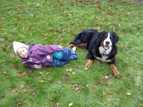 Berner sennenhund Boomer *R.I.P* - Boomer og Mathilde billede 4