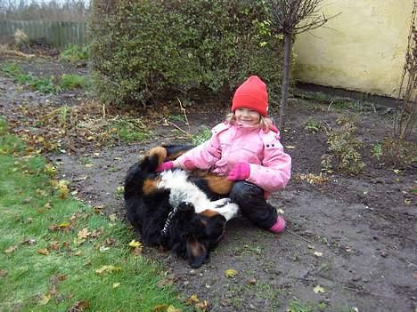 Berner sennenhund Boomer *R.I.P* - Boomer og Karoline billede 5