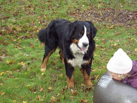 Berner sennenhund Boomer *R.I.P* - Skal vi lege... billede 6