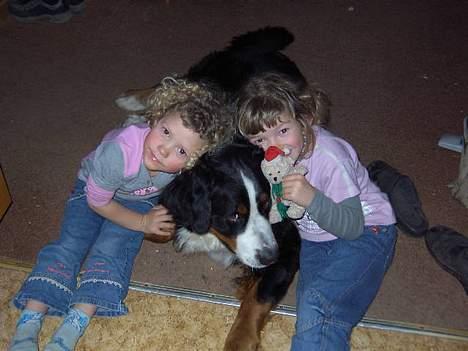 Berner sennenhund Boomer *R.I.P* - Uha dejligt med et stort knus.. billede 7