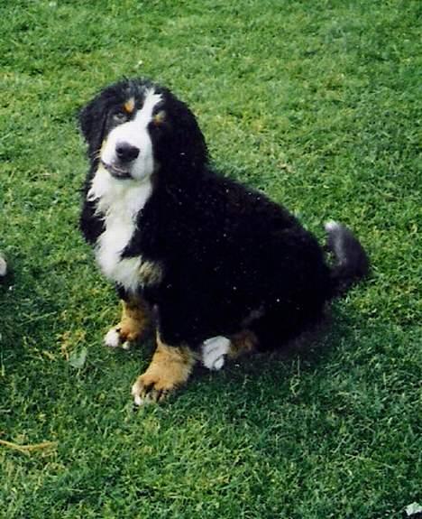 Berner sennenhund Boomer *R.I.P* - Puha hvor bliver man våd af at være i bad..(et af hans første bade) billede 8