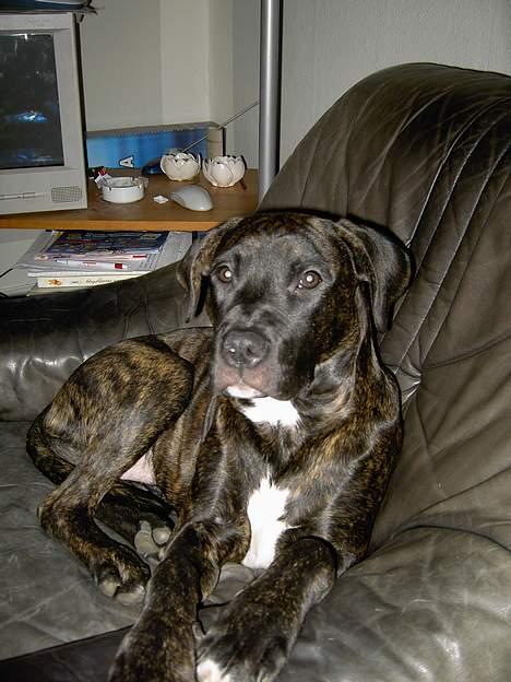 Amerikansk staffordshire terrier Bella Donna - Dette er Bella`s hyggestol.. 5 mnd. billedet er taget d. 5 dec. 05 billede 4