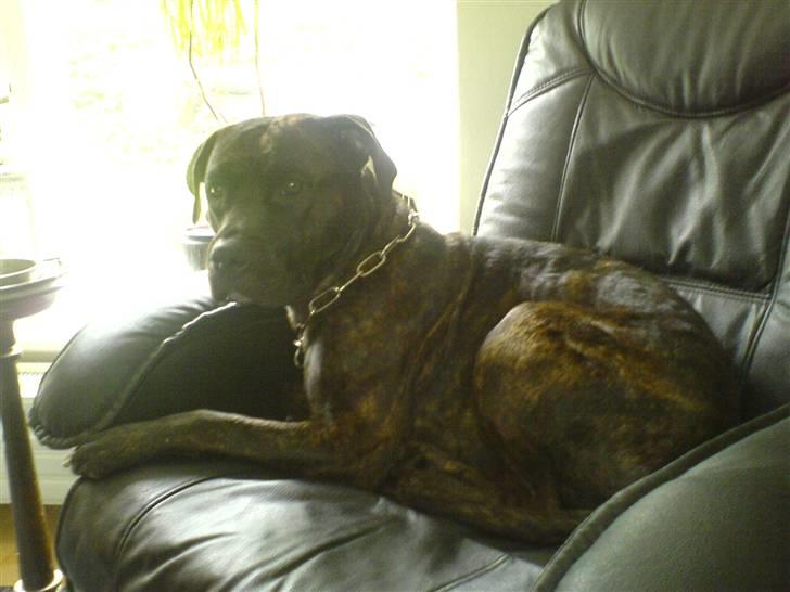 Amerikansk staffordshire terrier Bella Donna - Her har Bella overtaget kongestolen... (NYT) billede 5