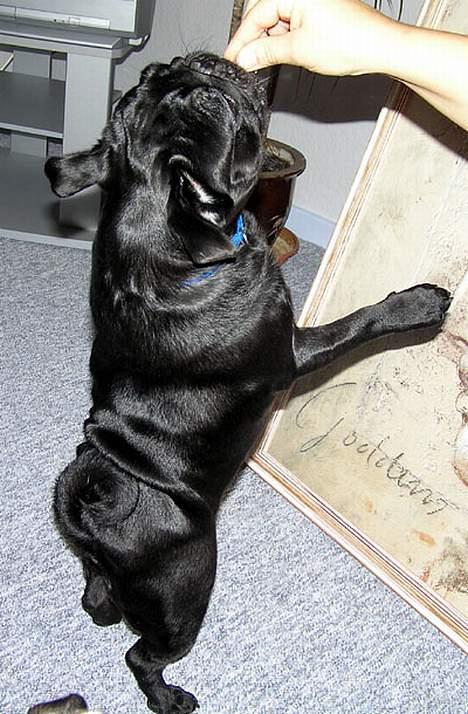 Mops Nero - Kom så med den klejne. billede 6