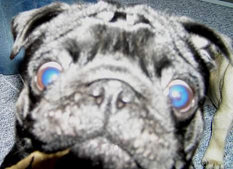 Mops Nero - Tit tit  billede 8