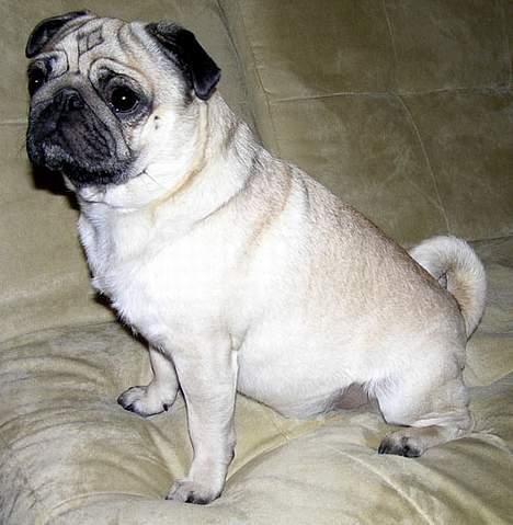 Mops Anton billede 10