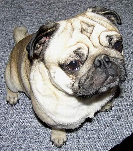 Mops Anton billede 11