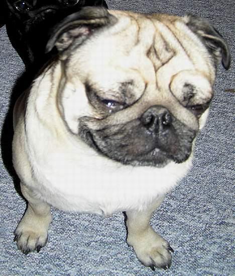 Mops Anton billede 12