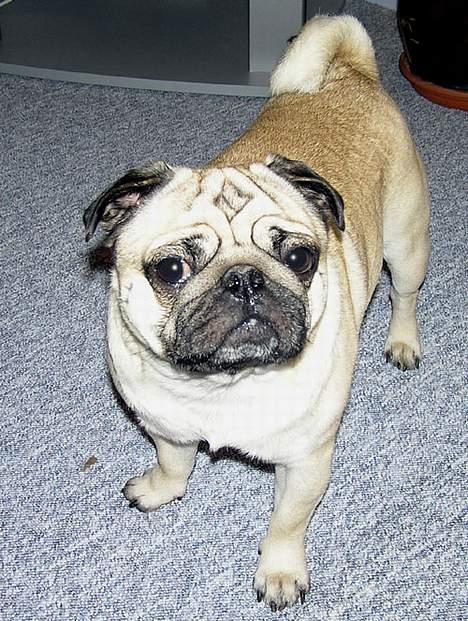 Mops Anton billede 13