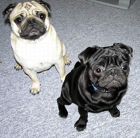 Mops Anton - Mig - og "lillebror" billede 14