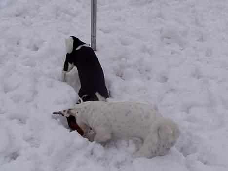 Jack russell terrier Filur - Er der mon en lille snemus gemt her??? billede 14