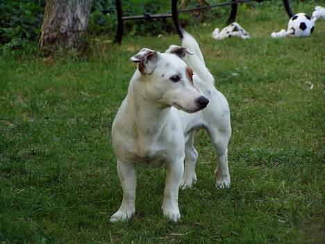 Jack russell terrier Filur - jeg poserer lige for fotografen...he he, så falder der nok en godbid af..... billede 15