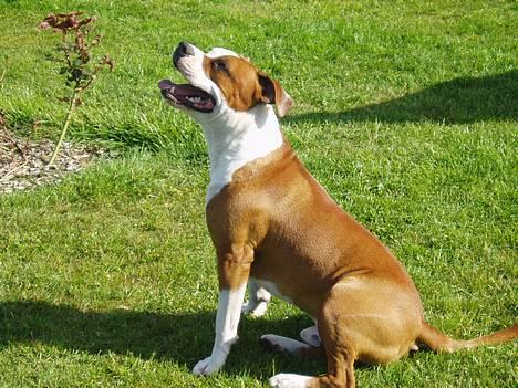 Amerikansk staffordshire terrier Hannibal billede 2