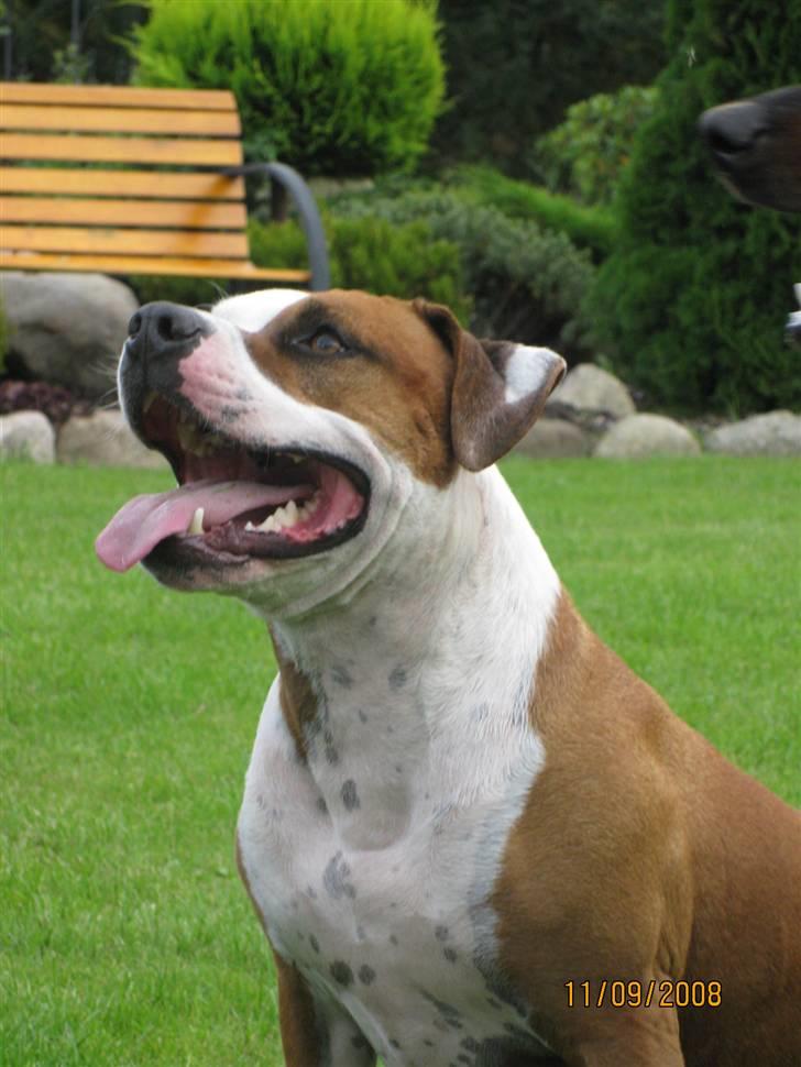 Amerikansk staffordshire terrier Hannibal billede 3