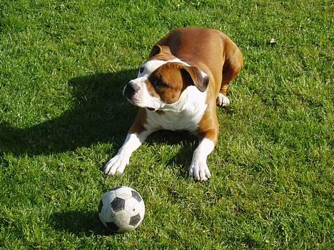 Amerikansk staffordshire terrier Hannibal billede 4