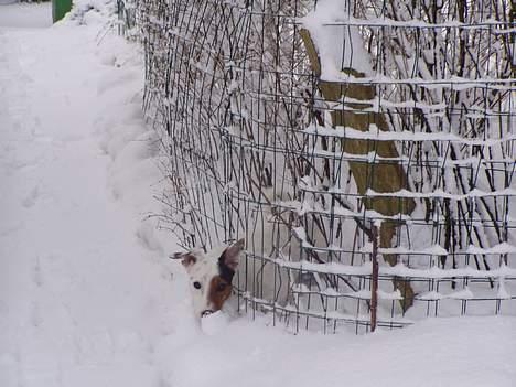 Jack russell terrier Filur - Øhh..ups...sidder vist nok lidt fast her.... billede 16