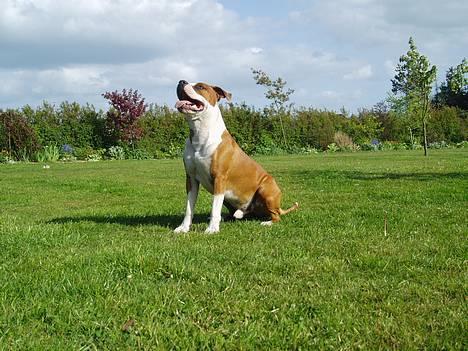 Amerikansk staffordshire terrier Hannibal billede 6