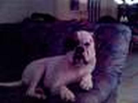 Boxer Alba billede 3