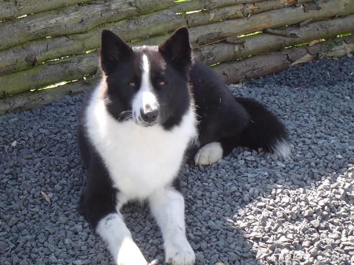 Karelsk bjørnehund Zago - Her er min Zago... billede 1