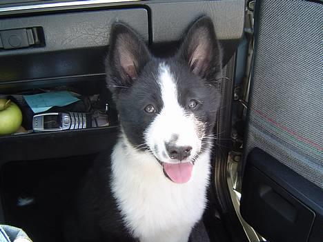 Karelsk bjørnehund Zago billede 2