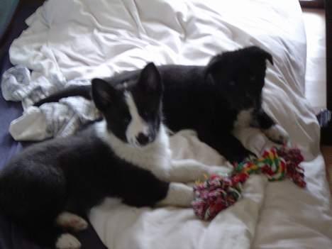 Karelsk bjørnehund Zago billede 3