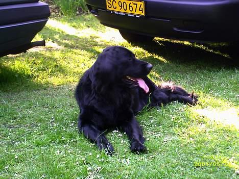 Blanding af racer Bamseline billede 1