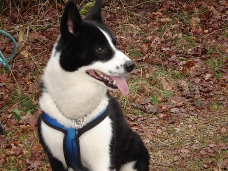 Karelsk bjørnehund Qato DØD  R.I.P 5/3-06 - Vores lille charmetrold (Nyt) billede 1