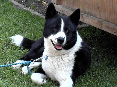 Karelsk bjørnehund Qato DØD  R.I.P 5/3-06 billede 2