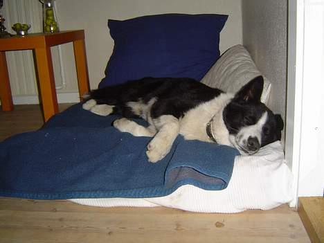 Karelsk bjørnehund Zago billede 4