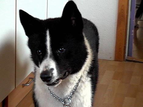 Karelsk bjørnehund Qato DØD  R.I.P 5/3-06 billede 3
