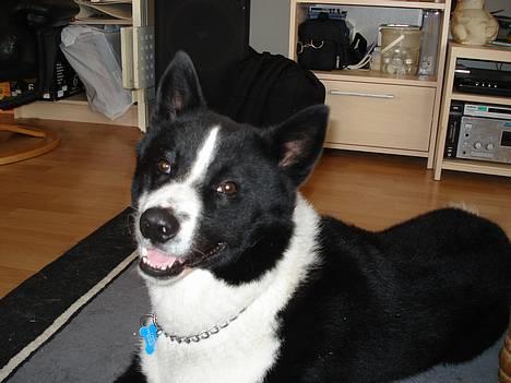 Karelsk bjørnehund Qato DØD  R.I.P 5/3-06 - nyt billede 4