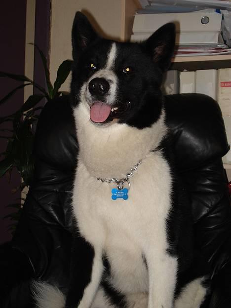 Karelsk bjørnehund Qato DØD  R.I.P 5/3-06 billede 5