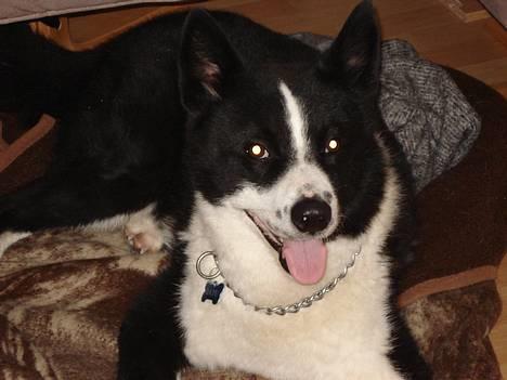 Karelsk bjørnehund Qato DØD  R.I.P 5/3-06 - nyt billede 6