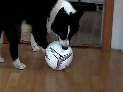 Karelsk bjørnehund Qato DØD  R.I.P 5/3-06 - Qato´s nye bold billede 7