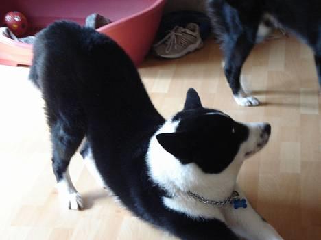 Karelsk bjørnehund Qato DØD  R.I.P 5/3-06 - Se han bukker billede 8