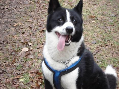 Karelsk bjørnehund Qato DØD  R.I.P 5/3-06 - nyt billede 9