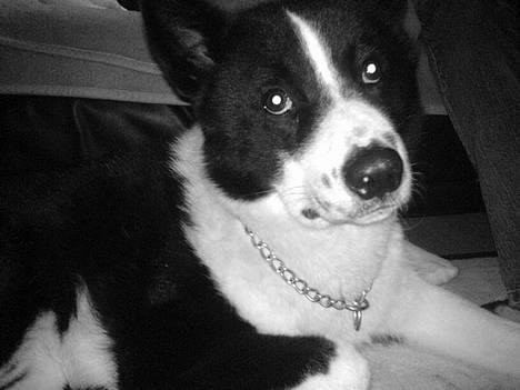 Karelsk bjørnehund Qato DØD  R.I.P 5/3-06 - nyt billede 10