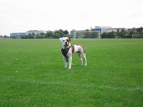 Amerikansk bulldog Kettner´s Batman (Nico) billede 19