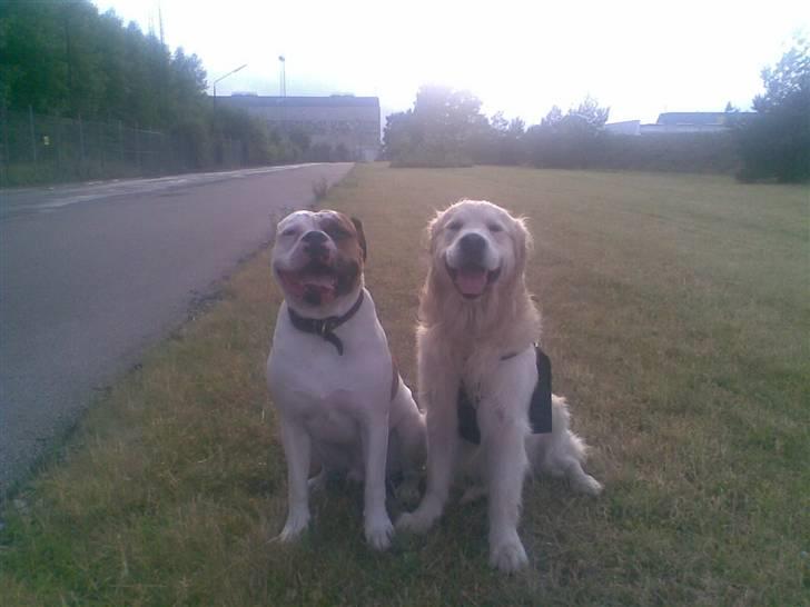 Amerikansk bulldog Kettner´s Batman (Nico) billede 20